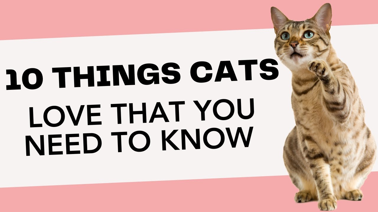 10 Things Cats Love You Need To Know YouTube