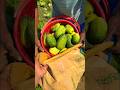 desi kheera harvesting #funny #kishan #comedy #123kishan #voiceeffects #kisan #duet #fouryoupage