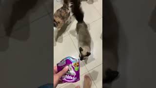 Download Lagu GATINHO: VEM AQUI HUMANO EU ORDENO QUE VOCÊ FAÇA CARINHO EM MIM-MENTIRA EU QUERO É COMIDA #shorts MP3