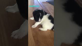 Puppy Slips On Wooden Floor