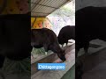 #reelviral #chittagongzoo #travel #eidmub #travel #বাংলাদেশ #animals #reelsindia #zoo #reelschalle