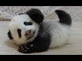 お母さんに甘える赤ちゃんパンダ／Baby panda amenable to mother