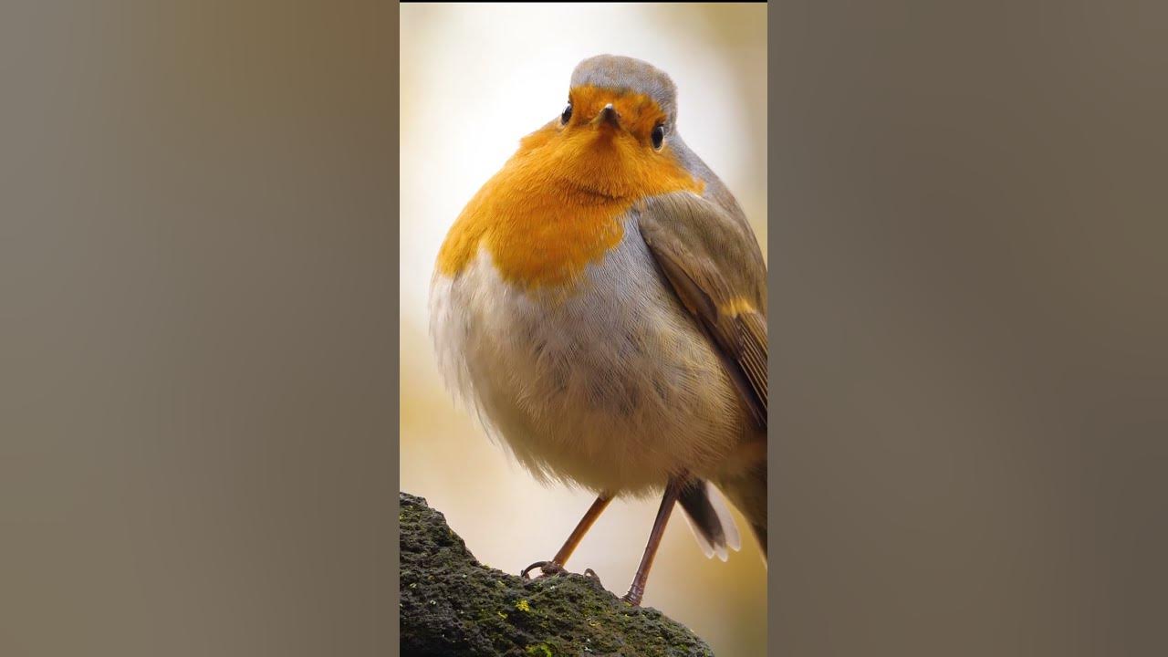 Cute European Robin Puffed Up YouTube