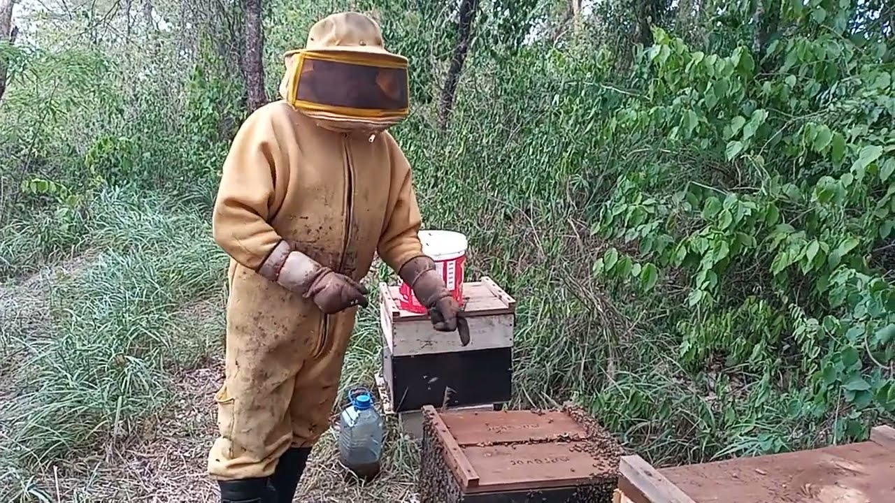 DIVISÃO SIMPLES COM SELEÇÃO E REAPROVEITAMENTO DE REALEIRAS DE UMA BOA GENÉTICA