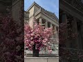 Flower flash alert! 🌸 Lewis Miller Design has Flower Flashed the steps of the Brooklyn Museum