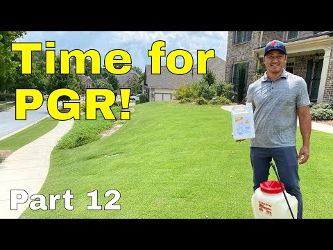 [PLANT GROWTH REGULATOR] How to [FIX an UGLY LAWN] | Golf Course Lawn RENOVATION