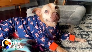 20-Year-Old Rescue Pittie Has The Best Smile In The World | The Dodo Pittie Nation