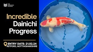 An InDepth Look at Dainichi Koi Development | The Nishikigoi Journal | EP#033