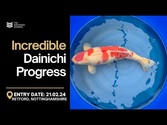 An In-Depth Look at Dainichi Koi Development | The Nishikigoi Journal | EP#033 class=