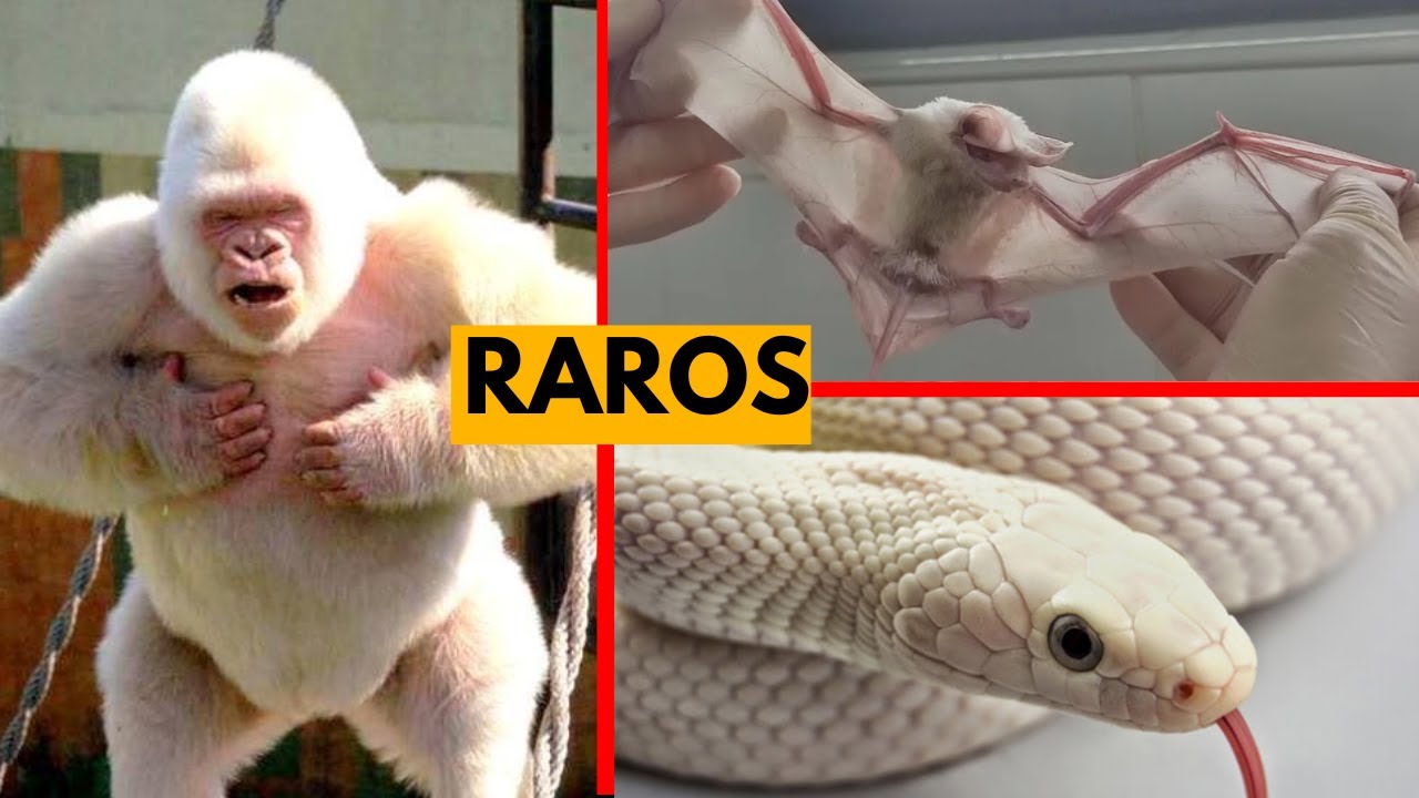 15 Animais Albinos Que Só Foram Vistos Uma Vez