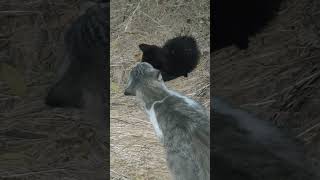 KIMBA has gone. 🕯️LUNA is alive. #theend #lapalma #kitten #kittens #nature #gatito #dead #muerte