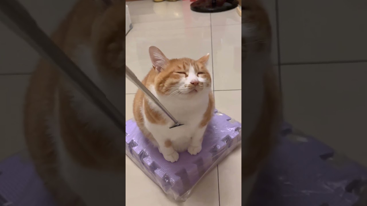 “Tiny paws, big drama 😹From clumsy jumps to silly stares, these pets are absolute comedians.