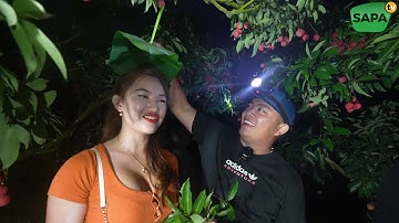 SAPA TV | ĐƯA CẨM TIÊN ĐI TRẢI NGHIỆM HÁI VẢI THIỀU LỤC NGẠN XUYÊN ĐÊM