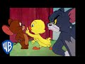 Tom y jerry en latino  pequeo patito el ms lindo  wb kids