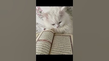 (هذا خلق الله)سوره لقمان بصوت الشيخ ياسر الدوسري