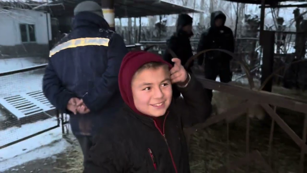 Angren mol bozori qoylar qatori 22.01.26 fermeruz 