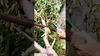 How to cut trees in fs18 #tree #trees