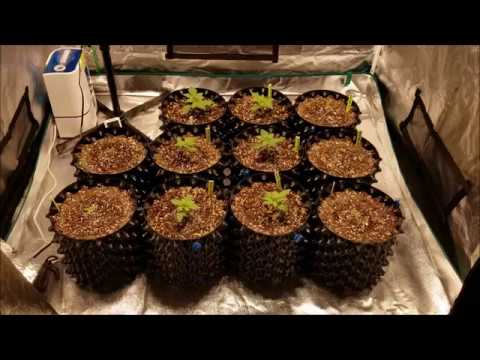 Como crescer Semente Medical Marijuana a colheita E4