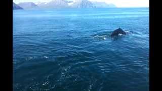 Whale watching from Ólafsfjörður with North Sailing (1/3)