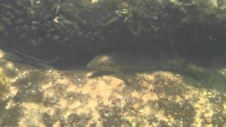Chesapeake logperch