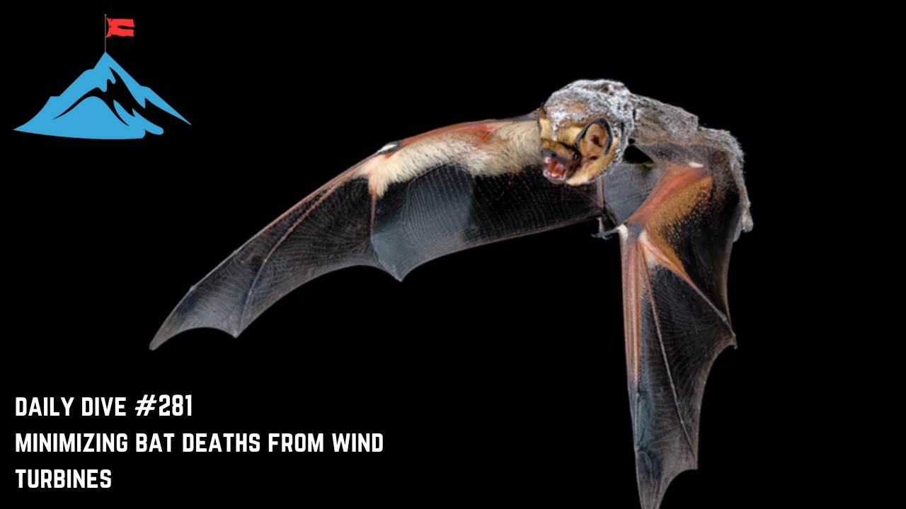 Daily Dive # 281 | Minimizing Bat Deaths From Wind Turbines
