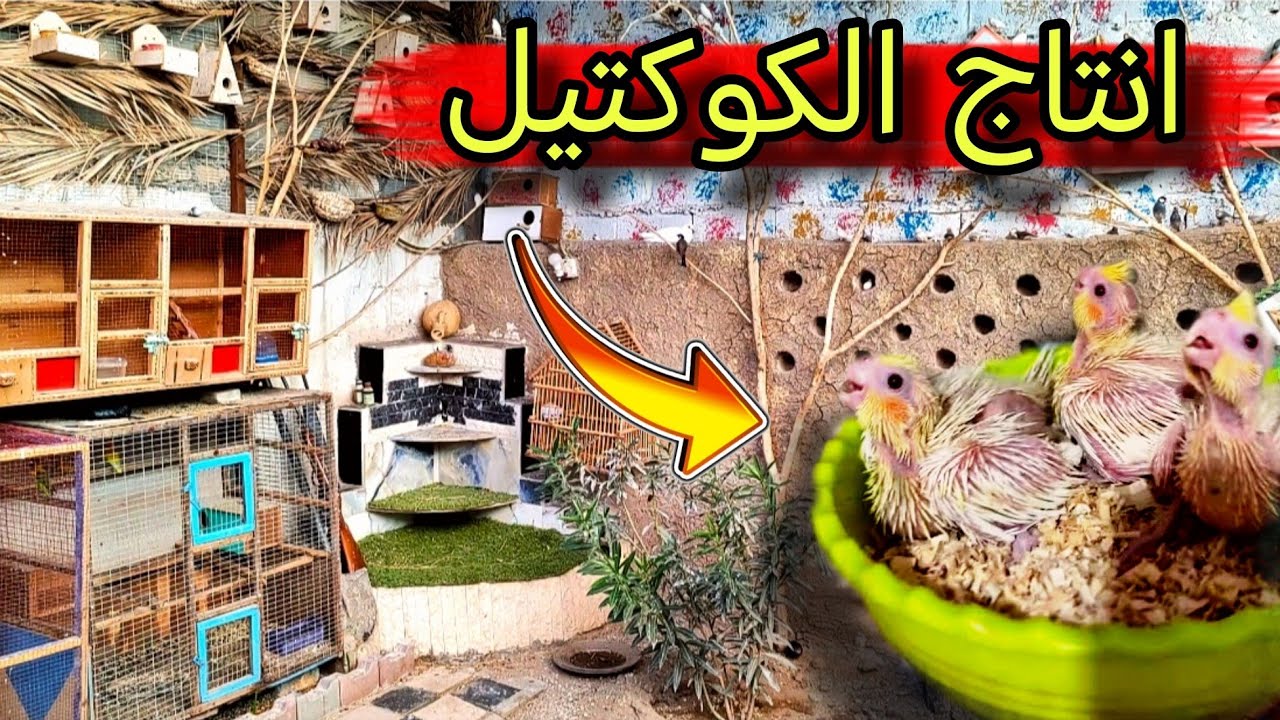 انتاج الكوكتيل + حيه تدخل للطيور + معلومات مفيده #محمية #طيور 