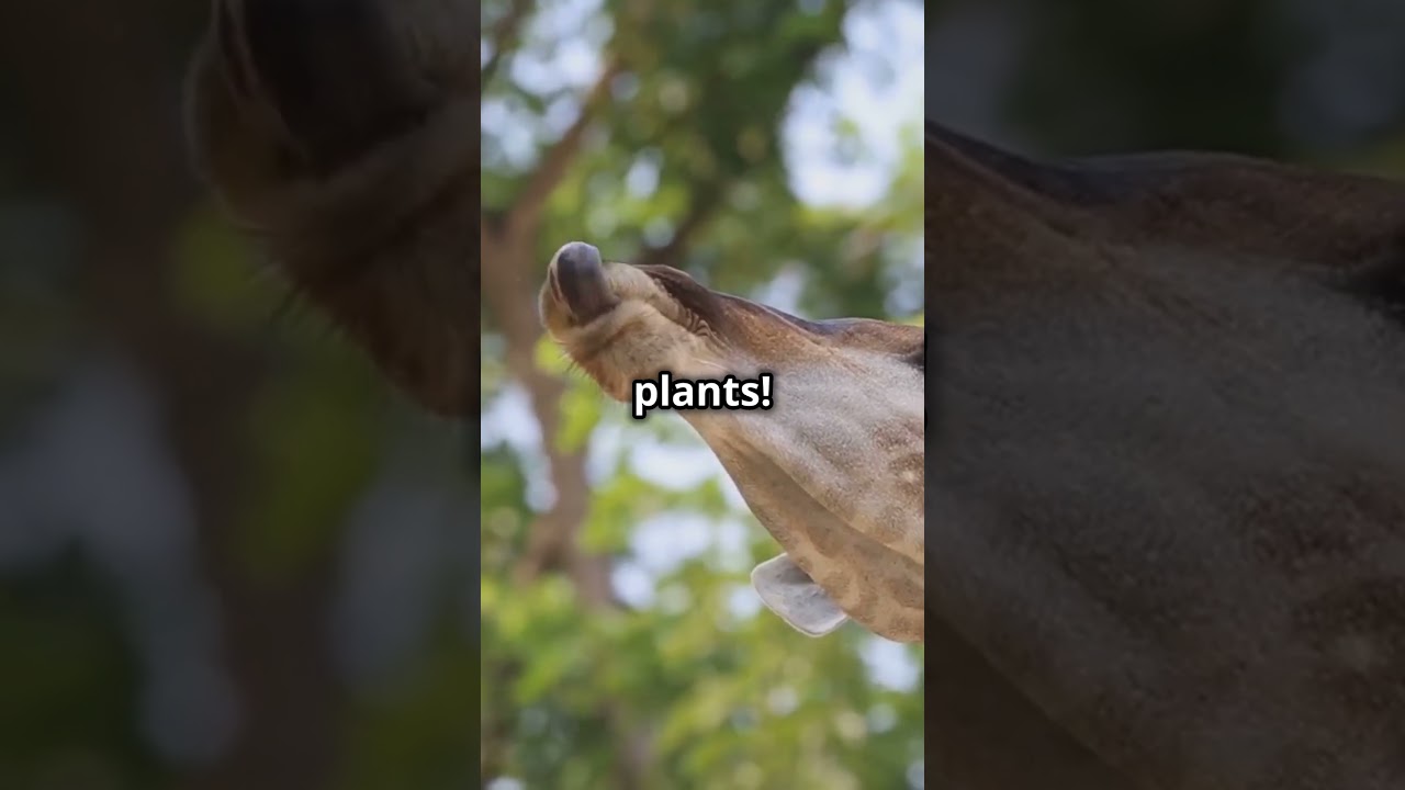 Top Facts About Giraffes!