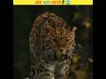 LEOPARD पेड़ पर क्यों चढ़ते हैं😨 #shorts #facts #trending