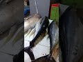 FRESH TUNA FROM COSTAL MARKET PARAÑAQUE Lharzjumaoas Shortvideo Short FRESH TUNA FROM COSTAL MARKET PARAÑAQUE Lharzjumaoas Shortvideo Short