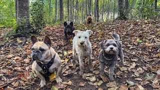 Autumn vibes 🍂🍁🐾