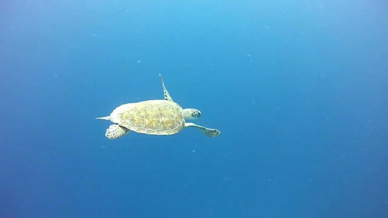 Sea Turtle at Windsock in Bonaire - GoPro Hero2 w/ Dive Housing & Red Filter