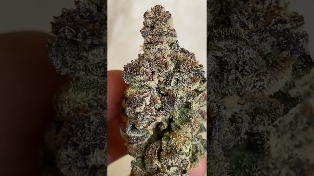 Big Ripper - Exotic Genetix