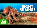 Octopuses Are Ridiculously Smart