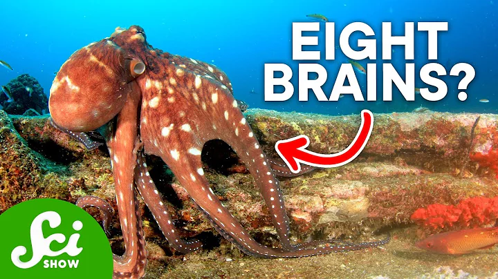 Why Are Octopi So Insanely Intelligent? - DayDayNews