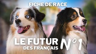 BERGER AMÉRICAIN MINIATURE - FICHE DE RACE by Esprit Dog 141,359 views 2 weeks ago 12 minutes, 49 seconds