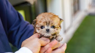 Lovely teacup size morkie 'MOMO'🥰 Lovely teacup size morkie 'MOMO'🥰