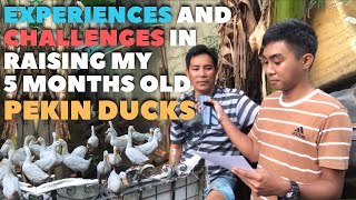 Experiences and Challenges in Raising My 5 Months Old Pekin Ducks Through This Interview!