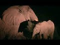 Baby Elephant Tries To Help Dying Mother  | This Wild Life  | BBC Earth