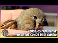 CONSEJOS PARA EVITAR  UN ERROR COMÚN EN EL AVIARIO🦜