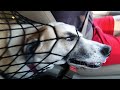 Not the smartest dogs  derpy dogs  laugh compilation