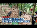 Pendaki diteror babi ganas di hutan panjat pohon demi selamatkan diri
