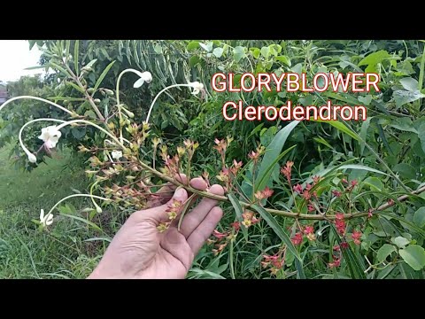 Video: Cara Menanam Clerodendron (Clerodendrum L.) Di Rumah