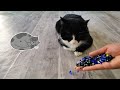 Satisfying Reverse Cat Tommy Videos Compilation 😻🫠 Relaxing ASMR
