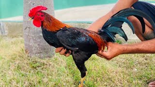 Por Qué Fallan Los Cruces Repetidos En Gall Para Competencia