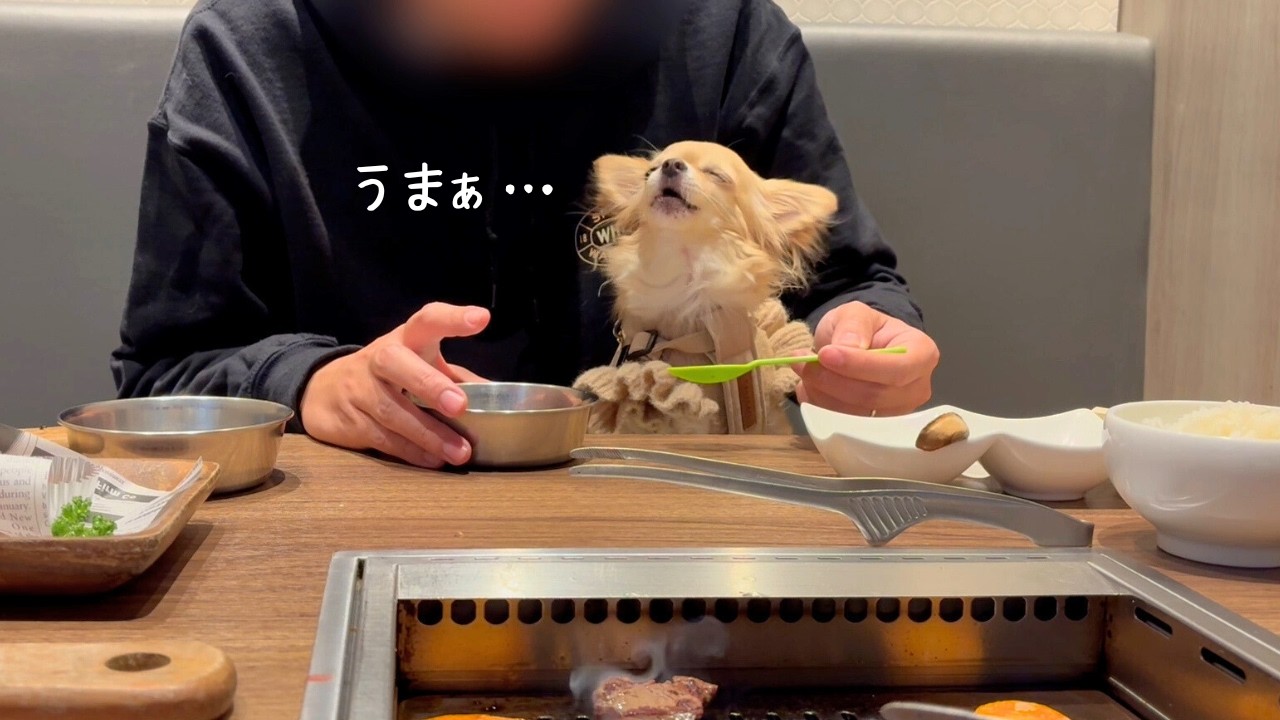 誕生日に最高のサプライズがあり幸せいっぱいのチワワ｜今後について嬉しいご報告💐