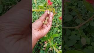 Gorinta Flowers Seeds Tips Shorts Vlogs
