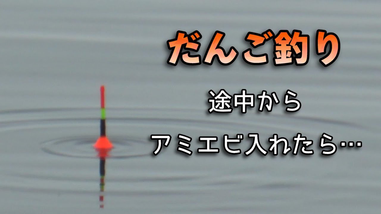また雨のだんご釣り！小さい黒鯛も…