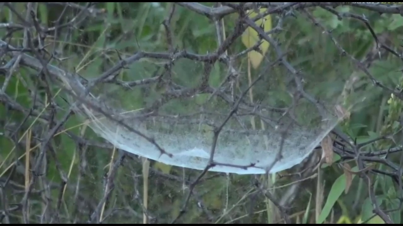 sindile faku April 29, 2017- Sunrise- Tropical Tent Web Spider Web