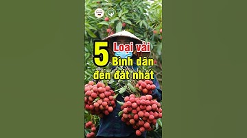 5 Loại Vải Từ Bình Dân Đến Đắt Nhất – Loại Cuối Cùng Có Giá Tới Hàng Trăm Triệu |Đức Phương Medical
