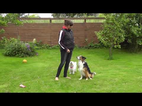 Video: Sådan Lærer Du Din Hund At Tale